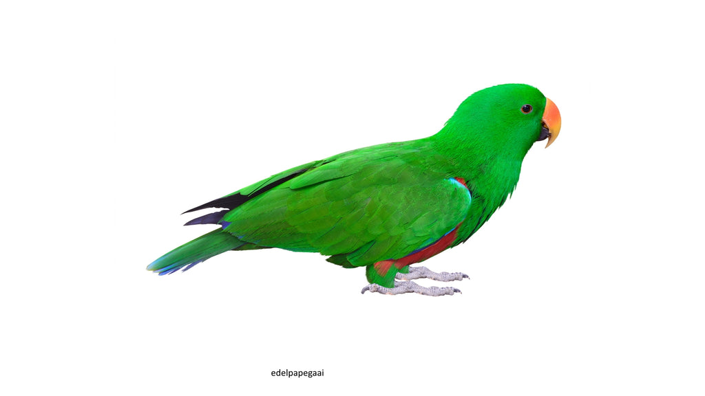 Greenparrotshop