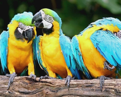 Greenparrotshop